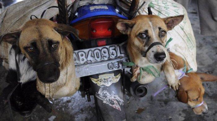 Anjing akan diantar ke pemesan