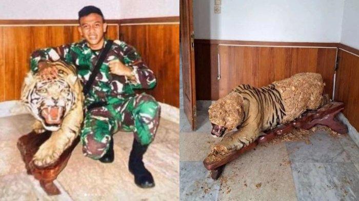 Tampang Ilham Abdul Hamed, Sosok TNI Pangkat Prada yang Kuliti Harimau Pajangan Milik Komandan Terungkap sosok oknum TNI kuliti harimau pajangan milik komandannya.