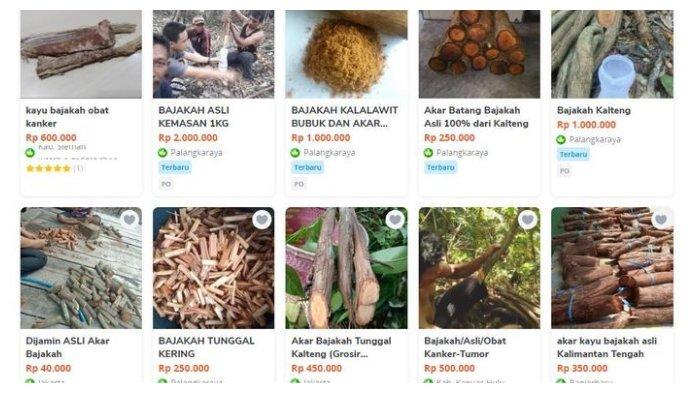 Bajakah Dieksploitasi2