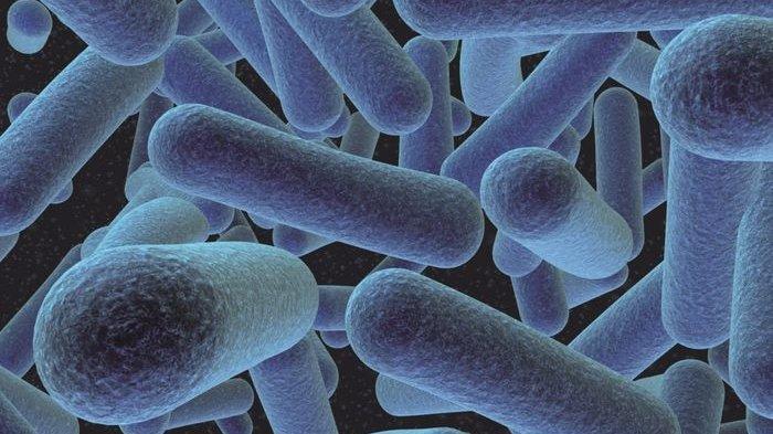 Bakteri listeria monocytogenes (Moh Habib Asyhad)