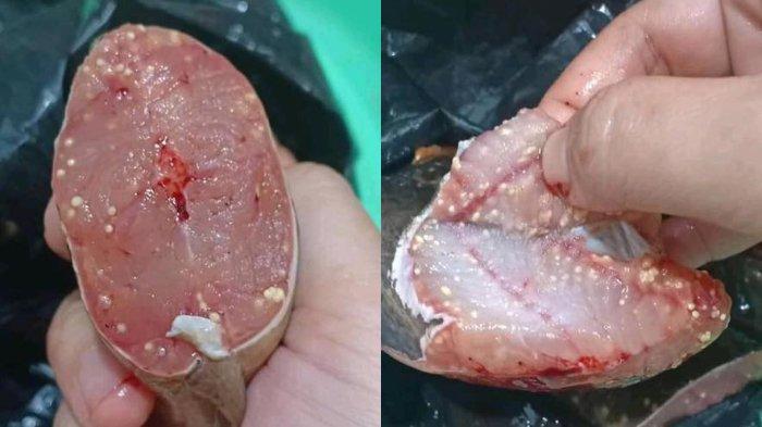 Bintik putih pada lele