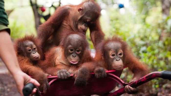 Borneo Orang Utan Survival