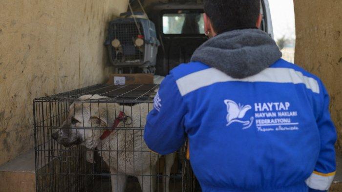 Seekor anjing di dalam kandang menunggu untuk dipindahkan ke tempat penampungan di luar Antakya, selatan Turki, di mana banyak hewan terperangkap di reruntuhan setelah gempa 6 Februari, pada 18 Februari 2023. Gempa berkekuatan 7,8 melanda dekat Gaziantep, Turki , pada dini hari tanggal 6 Februari, diikuti oleh gempa berkekuatan 7,5 setelah tengah hari. Gempa tersebut menyebabkan kerusakan luas di Turki selatan dan Suriah utara dan telah menewaskan lebih dari 40.000 orang
