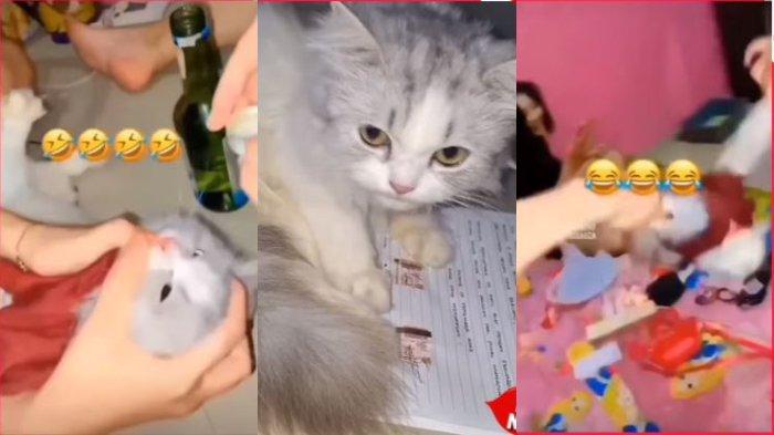 Video 23 Detik Kucing Dicekoki Miras sampai Mabuk di Padang, 3 Wanita Brutal Ini Diungkap Tetangga. VIRAL 3 Wanita di Padang Cekoki Kucing Miras Sampai Mabuk, Anabul Ditampar hingga Digantung