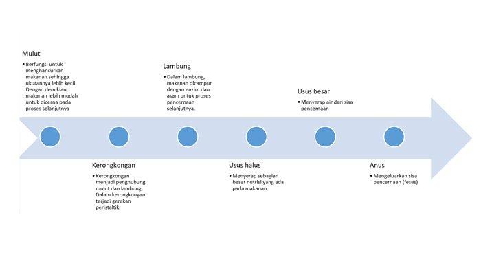 diagram proses pencernaan manusia