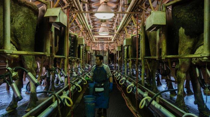 Frank Konyn Dairy Inc California 456