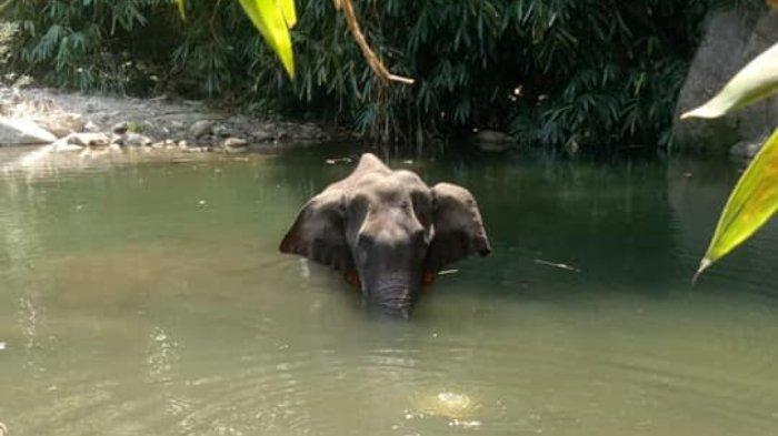 gajah hamil mati makan nanas isi petasan