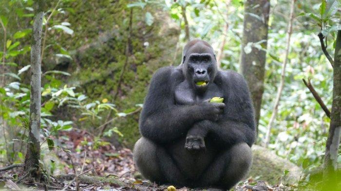 gorilla gabon