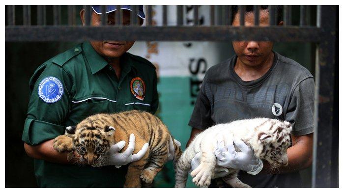 Hari Harimau Sedunia5