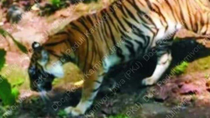 Seekor binatang buas yang diyakini Harimau Jawa berhasil didokumentasikan seorang warga dengan kamera telepon genggam di pinggiran hutan, September 2018.