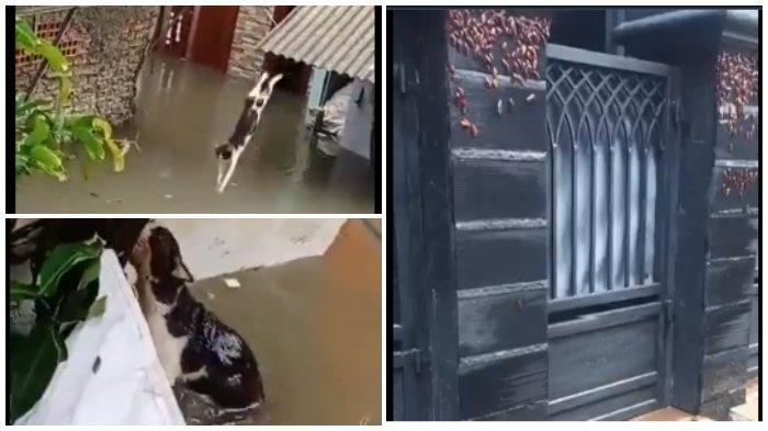 hewan ngungsi saat banjir jakarta