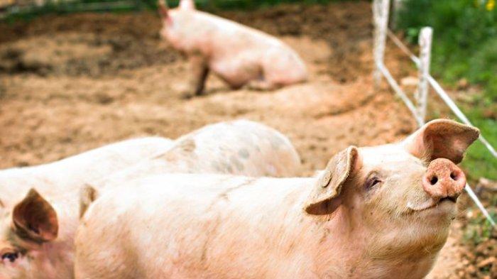 Ilustrasi flu babi 2