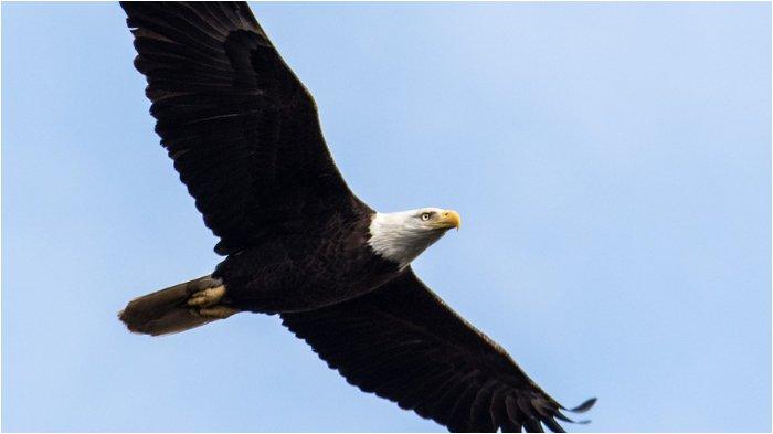 ilustrasi gambar elang tes kepribadian