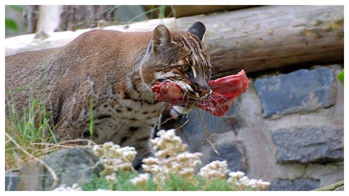 Ilustrasi kucing emas