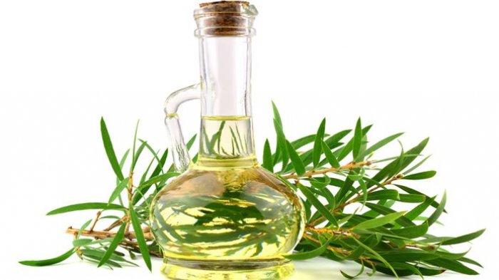 ilustrasi minyak kayu putih (eucalyptus)