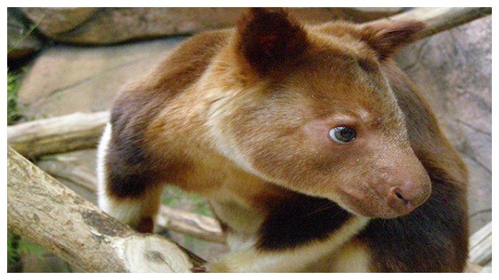 kanguru pohon mantel emas 1