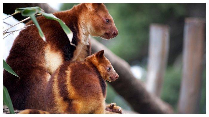 kanguru pohon mantel emas 2