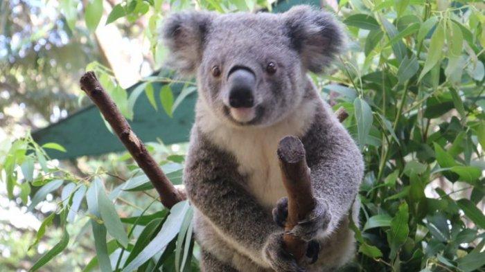 Koala menjilati batang pohon eucalyptus untuk mendapatkan air