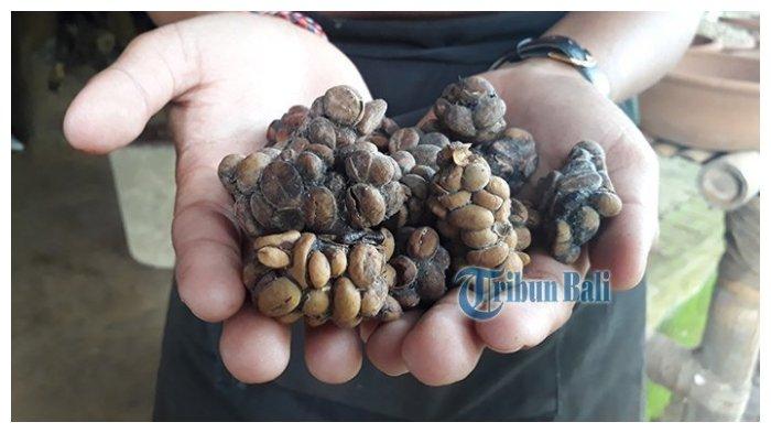 Kopi Luwak 1