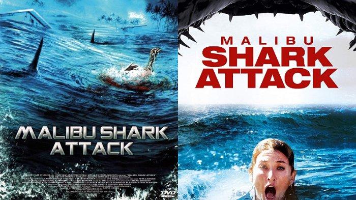 Malibu Shark Attack21
