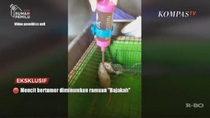Mencit yang diminumi cairan bajakah