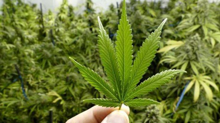 Mengenal Efek Baik dan Buruk Ganja