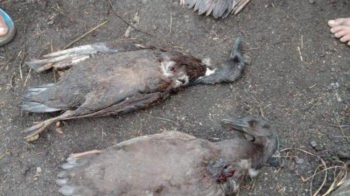 Misteri matinya puluhan hewan ternak 1