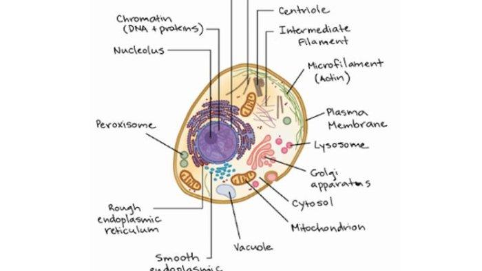 Sel hewan dan organelnya