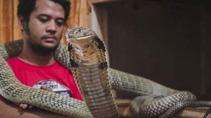 Panji Petualang dan Ular King Kobra peliharaannya Garaga