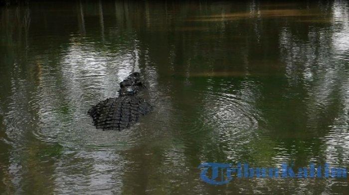penangkaran buaya Teritip