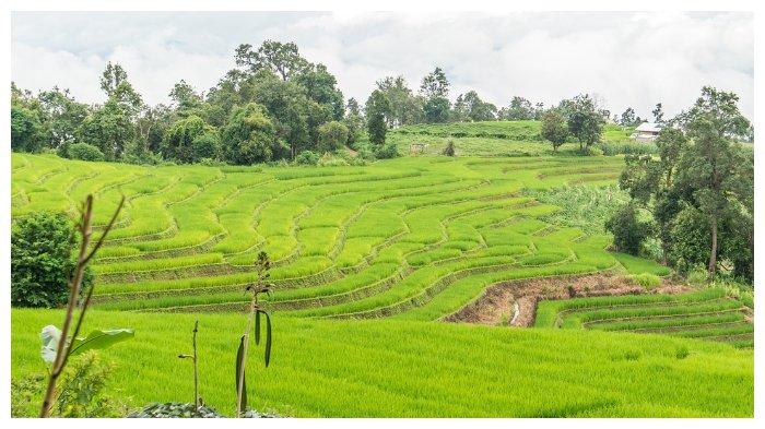 Persawahan di Thailand