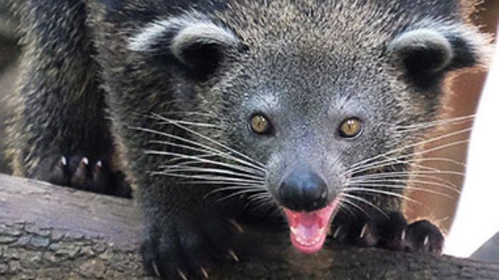 Binturong alias Binturung
