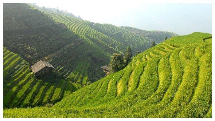 Sawah di Tiongkok