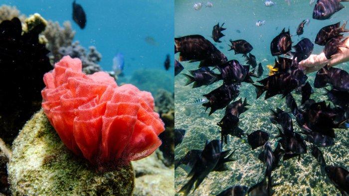 Snorkeling Gili Asahan