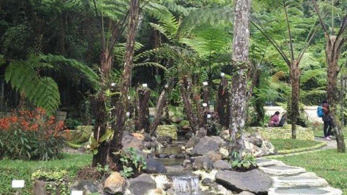 Taman Gesneriaceae di Kebun Raya Cibodas
