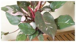 Tanaman Hias Philodendron