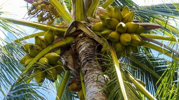 Tanaman kelapa 2