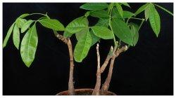 Tanaman Pachira atau Pohon Uang