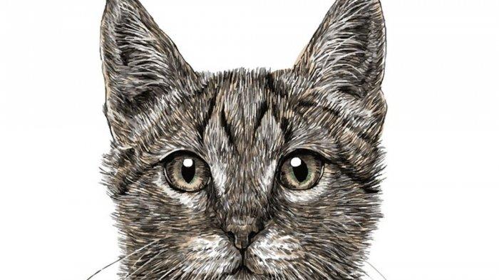 Tes Kepribadian hewan kucing