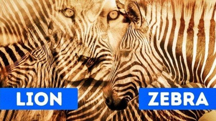 Tes Kepribadian Zebra vs Singa
