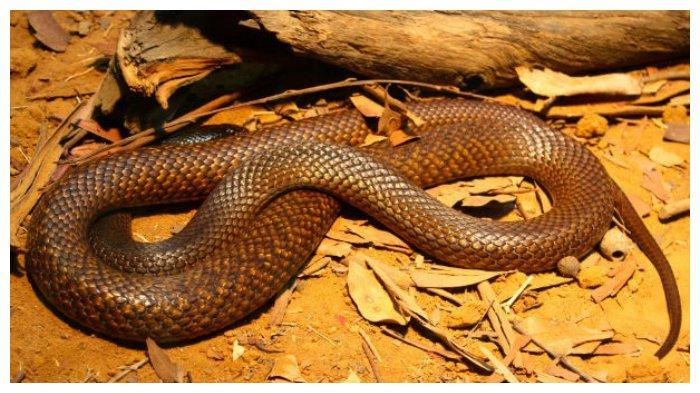 Ular Cokelat Timur