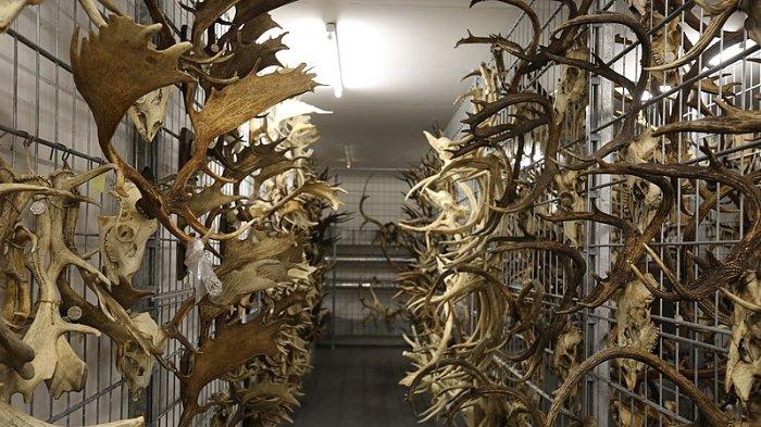 Zoologische Staatssammlung München 1