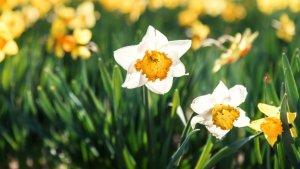 Bunga-Daffodil-Narcissus-Bunga-Daffodil-Bunga-Narcissus.jpg