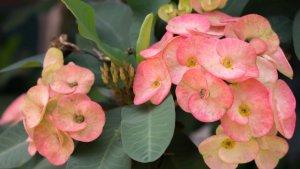 Euphorbia-Mahkota-Duri-Euphorbia-Mahkota-Duri-Euphorbia-Mahkota-Duri.jpg