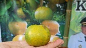Jeruk-Keprok-Sumsel.jpg