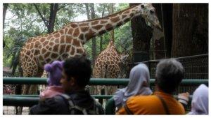 Kebun-Binatang-Ragunan-dipadati-pengunjung.jpg
