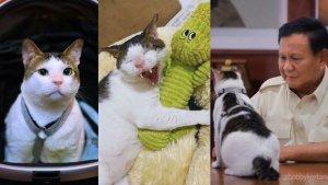 Mengenal-Bobby-Kertanegara-Kucing-Gemoy-Prabowo-Subianto-Diu-Kucing-Jalanan-Kini-Curi-Perhatian.jpg