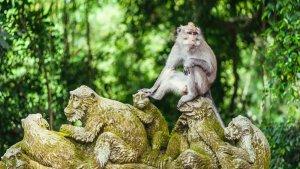 Monkey-Forest-Ubud-Bali2.jpg