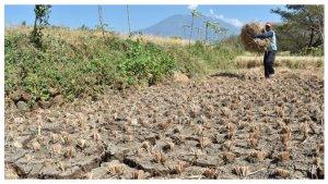 Musim-Kemarau-di-Indonesia.jpg
