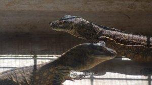 anak-komodo-varanus-komodoensis-berumur-3-bulan.jpg